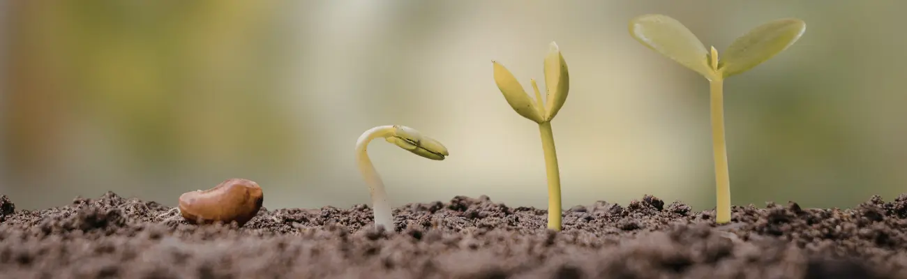 yasam dongusu analizi